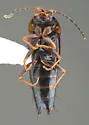 Nitidotachinus horni - photo 5