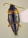 Nitidotachinus scrutator - photo 3