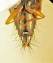 Nitidotachinus scrutator - photo 4