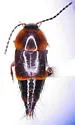 Nitidotachinus tachyporoides