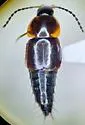 Nitidotachinus tachyporoides - photo 2