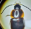 Nitidotachinus tachyporoides - photo 3