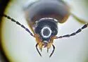 Nitidotachinus tachyporoides - photo 4