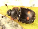 Two-spotted Sap Beetle - photo 2
