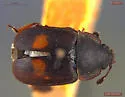 Two-spotted Sap Beetle - photo 3