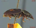 Two-spotted Sap Beetle - photo 4