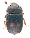 Two-spotted Sap Beetle - photo 5