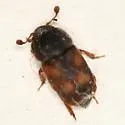 Nitidula carnaria