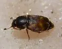 Nitidula carnaria - photo 3