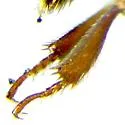 Nitidula carnaria - photo 5