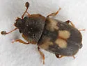 Nitidula flavomaculata