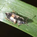 Nitidula flavomaculata - photo 4