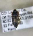 Nitidula flavomaculata - photo 5