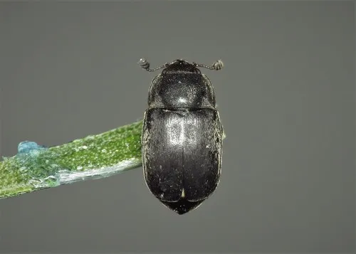 Nitidula nigra