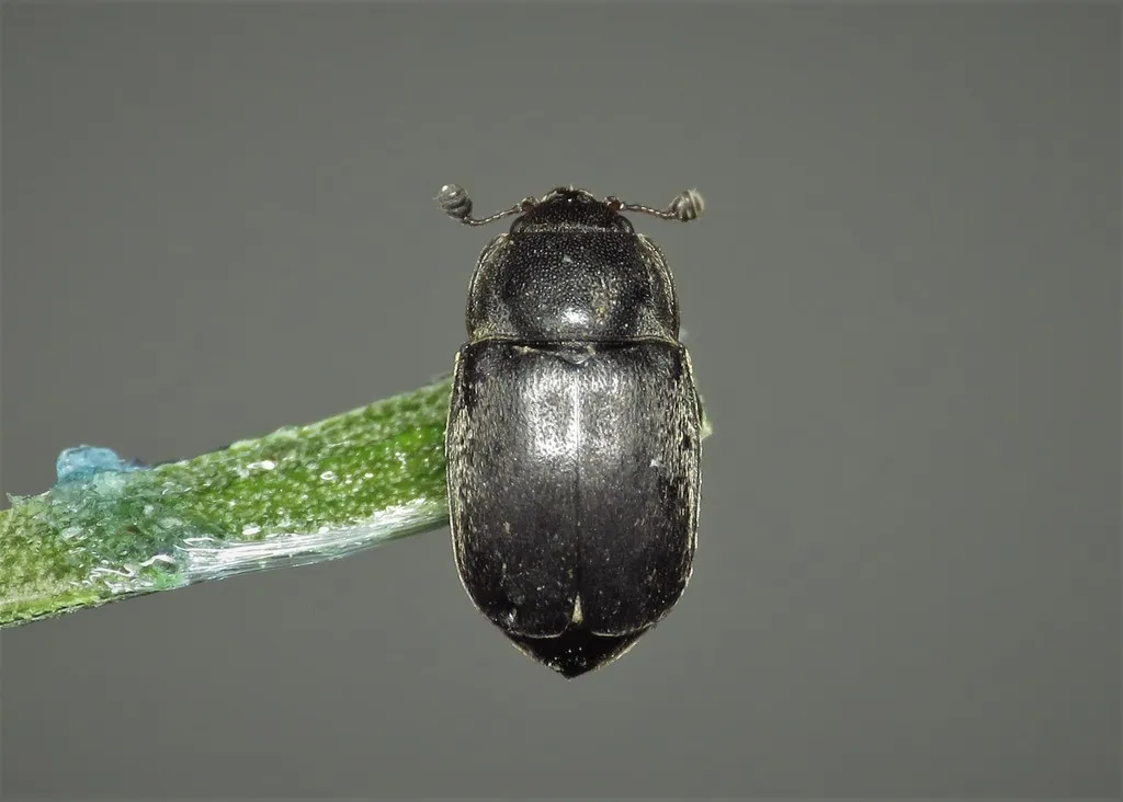 Nitidula nigra - photo 2
