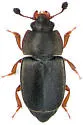 Nitidula rufipes