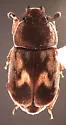 Nitidula ziczac