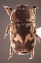 Nitidula ziczac - photo 2