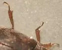 Nitidula ziczac - photo 5