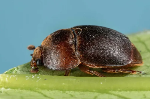 Sap-feeding Beetles - photo 3