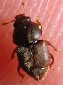 Nitops floralis
