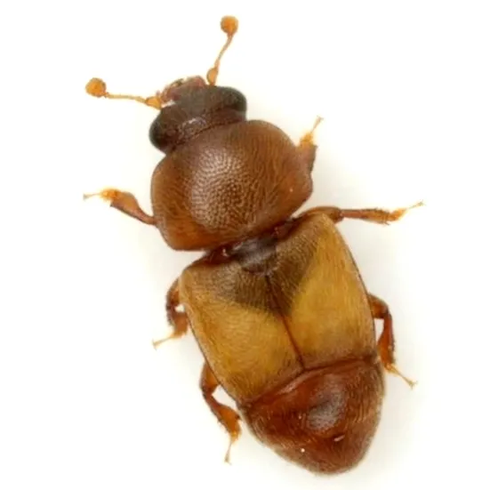 Nitops pallipennis - photo 2