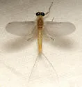 Nixe inconspicua - photo 2