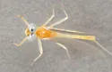 Nixe lucidipennis