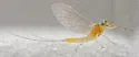 Nixe lucidipennis - photo 2