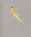 Nixe lucidipennis - photo 3
