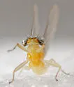 Nixe lucidipennis - photo 4