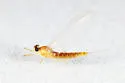 Nixe rusticalis - photo 2