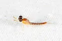 Nixe rusticalis - photo 3