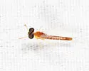 Nixe rusticalis - photo 4