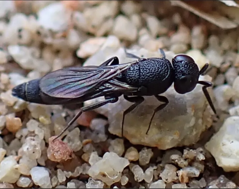 Nixoniidae - photo 2