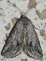 [No genus] gracillinea - Hodges#10043