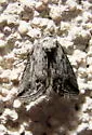 [No genus] gracillinea - Hodges#10043 - photo 2
