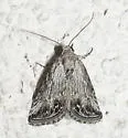 [No genus] gracillinea - Hodges#10043 - photo 3