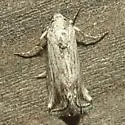 [No genus] gracillinea - Hodges#10043 - photo 4