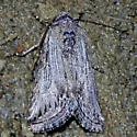[No genus] gracillinea - Hodges#10043 - photo 5