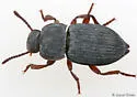 Nocibiotes caudatus