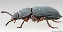 Nocibiotes caudatus - photo 2