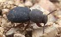 Nocibiotes caudatus - photo 4