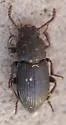 Nocibiotes caudatus - photo 5