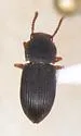 Nocibiotes granulatus - Nocibiotes granulatus
