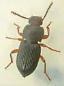 Nocibiotes granulatus - photo 2