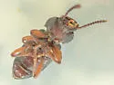Nocibiotes granulatus - photo 3