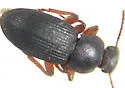 Nocibiotes granulatus - photo 5