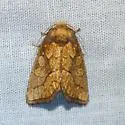 Nocloa alcandra - Hodges#9799