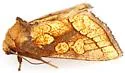 Nocloa alcandra - Hodges#9799 - photo 4